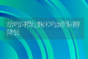 给鸡饲喂红麴米鸡蛋胆固醇降低