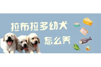 拉布拉多幼犬怎么养