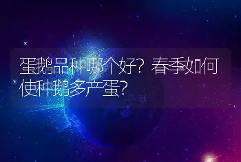 蛋鹅品种哪个好？春季如何使种鹅多产蛋？