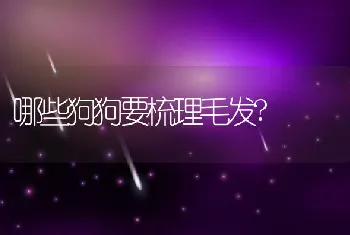 哪些狗狗要梳理毛发?