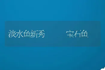 淡水鱼新秀 ――宝石鱼