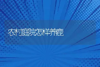 农村庭院怎样养鹿