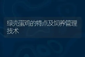 绿壳蛋鸡的特点及饲养管理技术