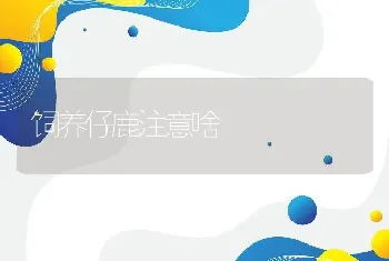 饲养仔鹿注意啥