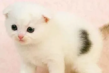 猫咪不吃猫粮的原因是什么