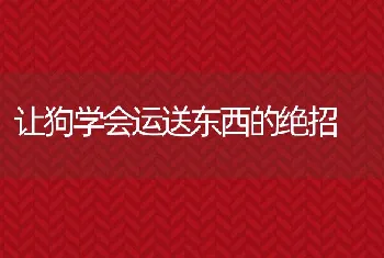 让狗学会运送东西的绝招