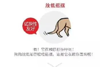 狗狗的尾巴“语言”怎么理解？