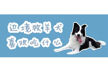 边境牧羊犬喜欢吃什么