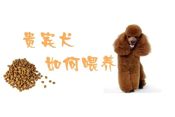 贵宾犬如何喂养