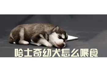 哈士奇幼犬怎么喂食