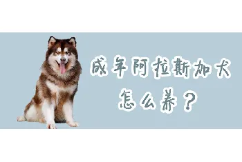 成年阿拉斯加犬怎么养