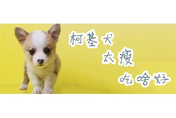 柯基犬太瘦吃什么好