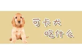 可卡犬吃什么