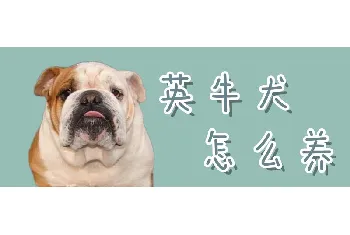 英牛犬怎么养