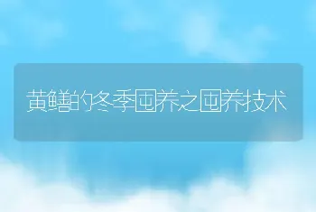 黄鳝的冬季囤养之囤养技术