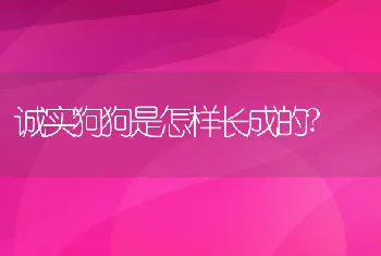 诚实狗狗是怎样长成的?