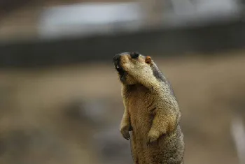 旱獭的管理技术要点