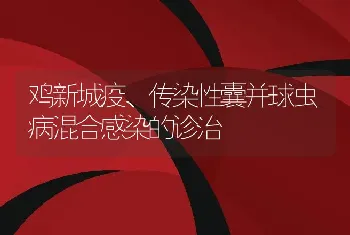 鸡新城疫、传染性囊并球虫病混合感染的诊治