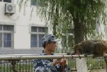 把猴子训练成职业拆鸟窝的队员 驱鸟效率显著提高