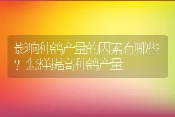 影响种鸽产量的因素有哪些？怎样提高种鸽产量