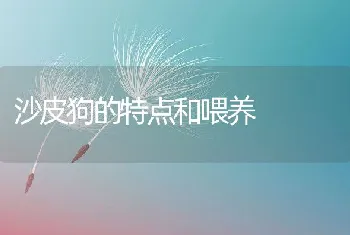 沙皮狗的特点和喂养