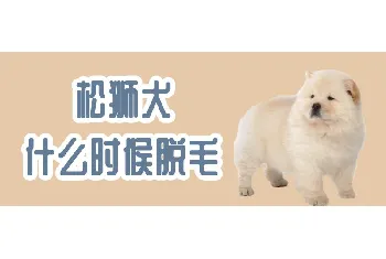 松狮犬什么时候脱毛