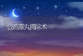 公鸡辜丸摘除术