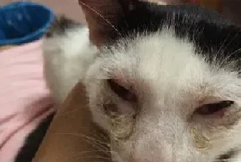 猫咪得了猫鼻支能治好吗?猫鼻支的治疗与防治!