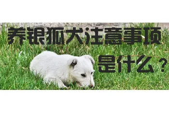 养银狐犬的注意事项是什么