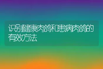 识别健康肉鸽和患病肉鸽的有效方法