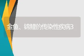 池塘养鲤鱼 高产技术