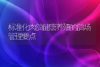 标准化肉鸽健康养殖的鸽场管理要点