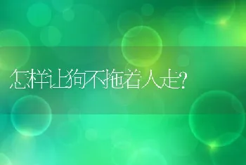 怎样让狗不拖着人走?