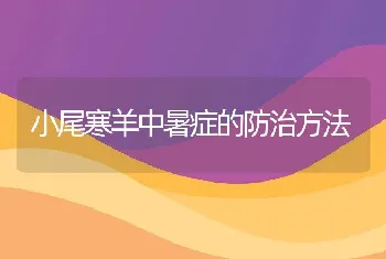 小尾寒羊中暑症的防治方法