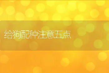 给狗配种注意五点