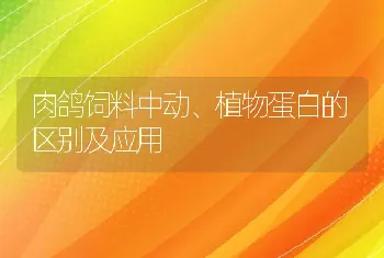 肉鸽饲料中动、植物蛋白的区别及应用