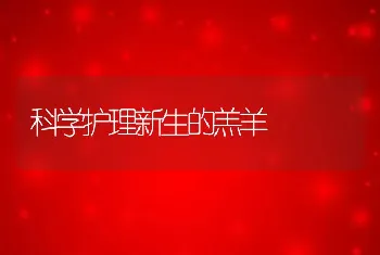 科学护理新生的羔羊