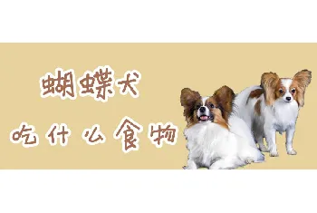 蝴蝶犬吃什么食物