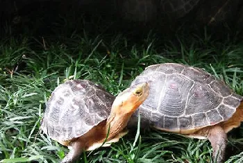 根据习性饲养黄缘闭壳龟