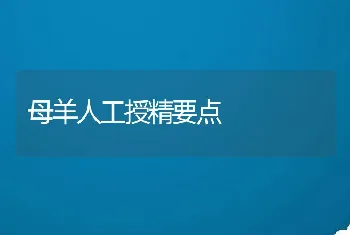 母羊人工授精要点