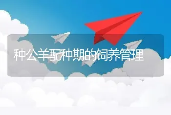 种公羊配种期的饲养管理