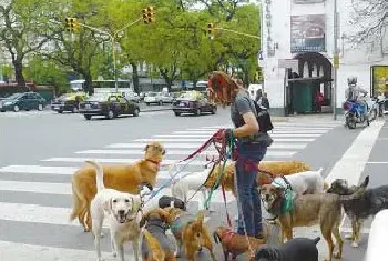 阿根廷人对狗狗的热爱，真让我长见识了！