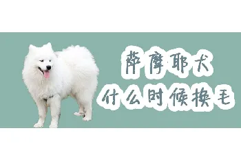 萨摩耶犬什么时候换毛