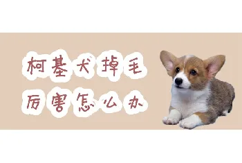 柯基犬掉毛厉害怎么办