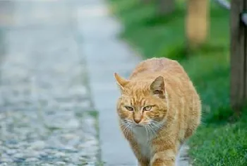 猫咪会将猎物带回来当礼物吗