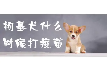 柯基犬什么时候打疫苗