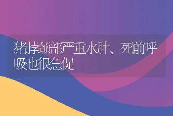 猪脖颈部严重水肿、死前呼吸也很急促