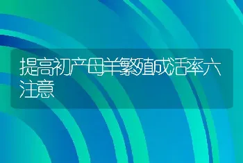 提高初产母羊繁殖成活率六注意