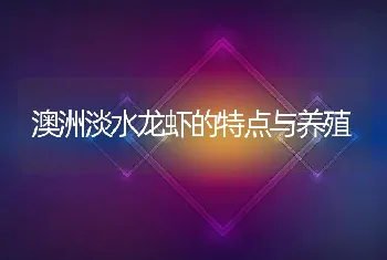 澳洲淡水龙虾的特点与养殖