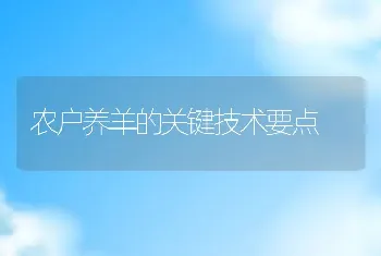 农户养羊的关键技术要点